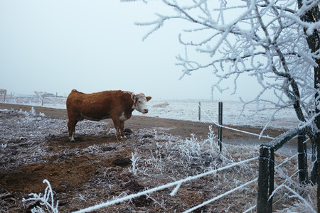Cow in the winter pastureの写真素材