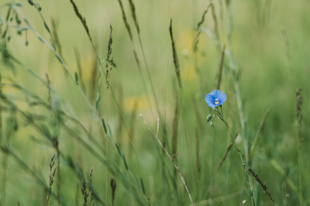Forget me not flower small depth of fieldの写真素材