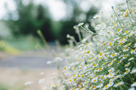 Daisy floweの写真素材