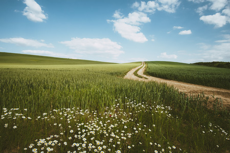 Road and daisy flower countrysideの写真素材