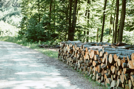 Wood pile along the forest road