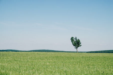 Lonely tree on the fieldの写真素材