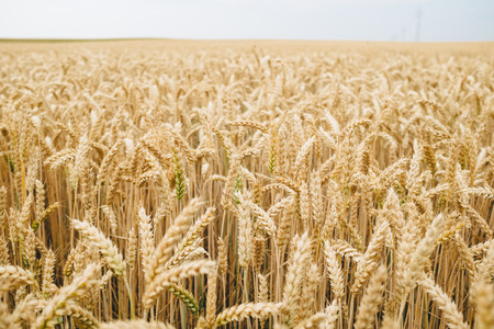 Golden wheat background
