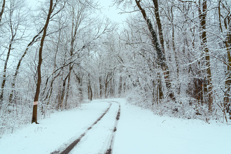 Winter road in the forestの写真素材