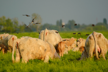 Birds flying over the cowsの写真素材