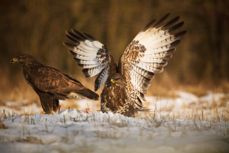 Common buzzardの写真素材
