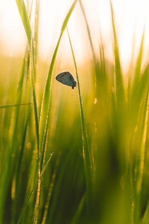 Butterfly on dewy grassの写真素材