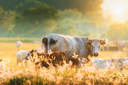 Calves and cows on pastureの写真素材