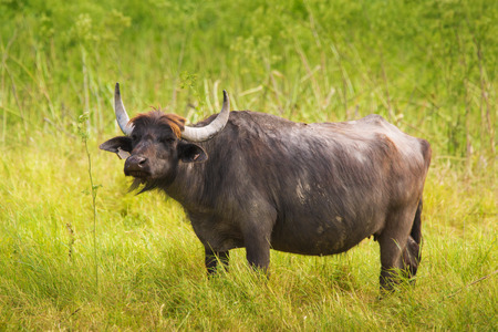 Buffalo on pasture