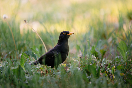 Common blackbird on the grassの写真素材