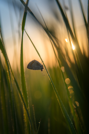 Butterfly on dewy grassの写真素材