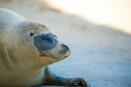 Photo of a Seal