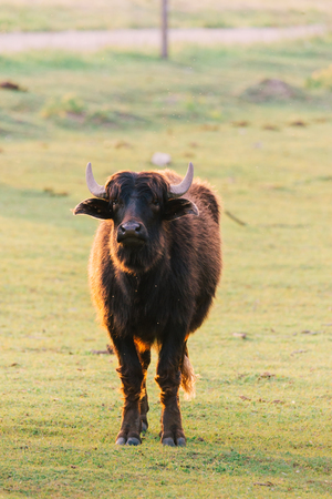 Photo of a big buffalo