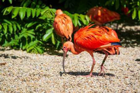 Scarlet Ibis bird in the zooの写真素材