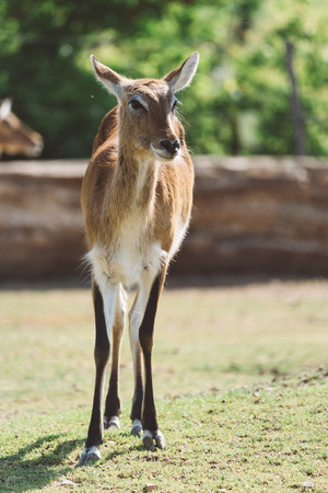 Lechwe Antelope in parkの写真素材