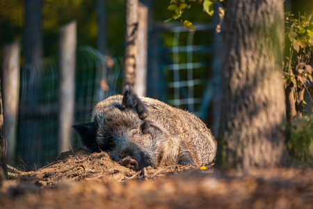 Boar lying in wildlife parkの写真素材