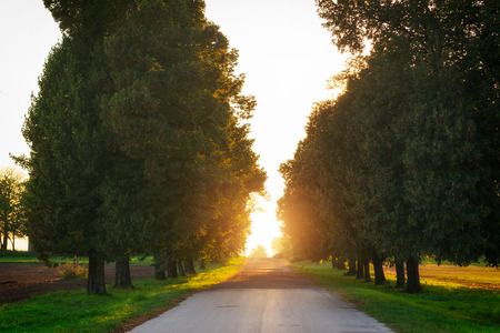 Country road running through tree alleyの写真素材