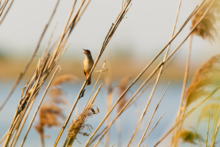 Great reed warbler on a reed grassの写真素材