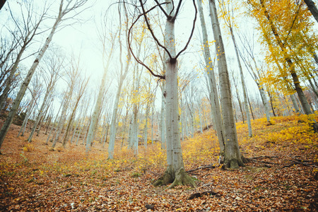 Autumn forest with yellow leaves
