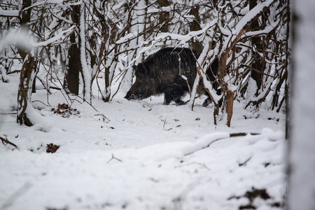 Big Boar Sus Scrofa in the winter snowy forestの写真素材