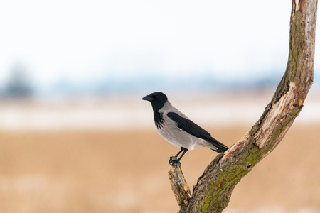 Hooded crow corvus cornix on winter field