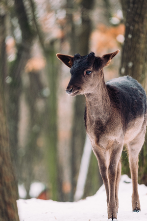 Female fallow deer in winter forestの写真素材