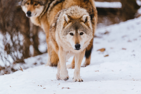 Wolf in the winter forest