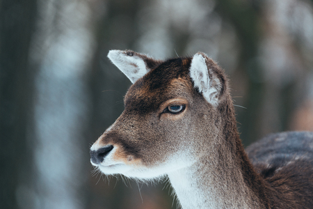 Female fallow deer in winter forestの写真素材