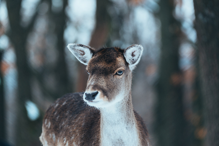Female fallow deer in winter forestの写真素材