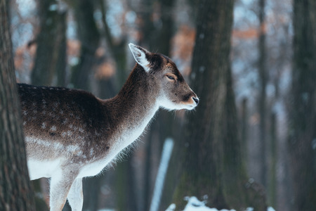 Female fallow deer in winter forestの写真素材