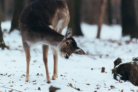 Female fallow deer in winter forestの写真素材