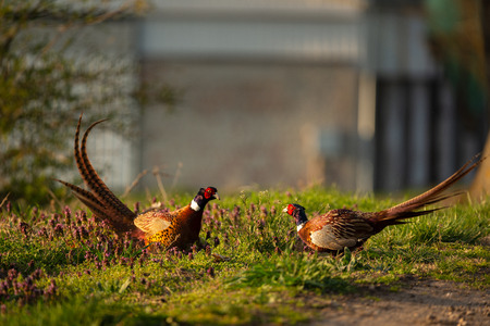 Pheasant birdsの写真素材