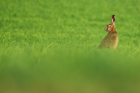 European hare , Lepus europaeus rabbit on meadowの写真素材
