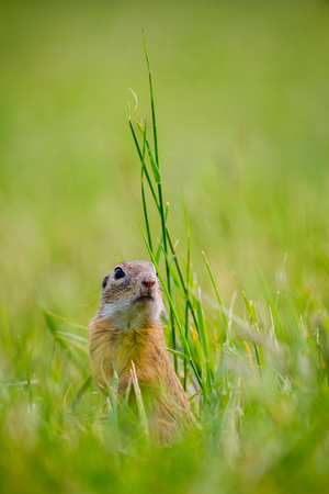 European ground squirrel / Spermophilus citellusの写真素材