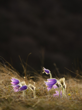 Pasque flower