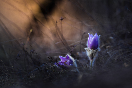 Pasque flower