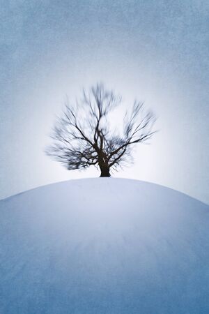Lonely tree on winter hillの写真素材