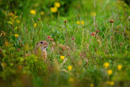 European ground squirrel / Spermophilus citellusの写真素材