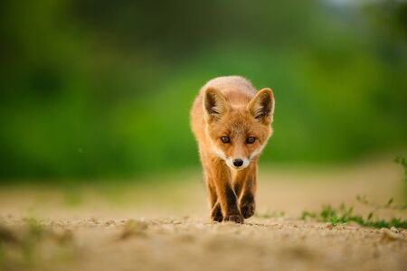 Red fox cub , Vulpes Vulpesの写真素材