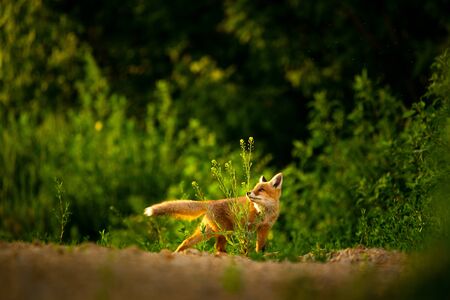 Red fox cub , Vulpes Vulpesの写真素材