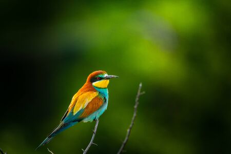 European bee-eater , Merops apiasterの写真素材