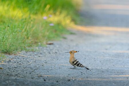 Hoopoe bird on the groundの写真素材