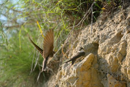 The sand martin (Riparia riparia) or European sand martin, bank swallowの写真素材