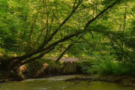 Flowing stream in green forest