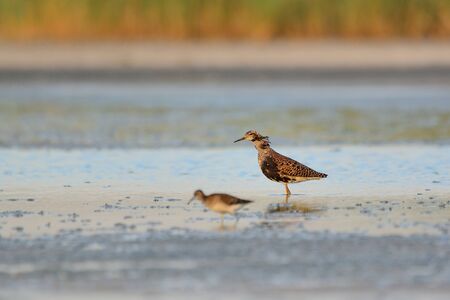 The ruff Calidris pugnax bird on lakeの写真素材