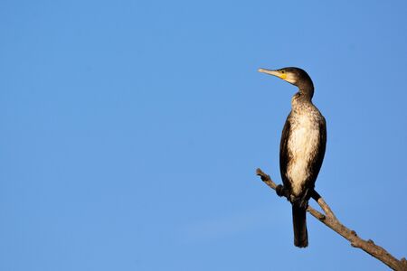 Great cormorant - Phalacrocorax carbo - on the treeの写真素材