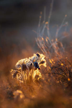 Black pasque flowers - Pulsatilla pratensis in early morning lights