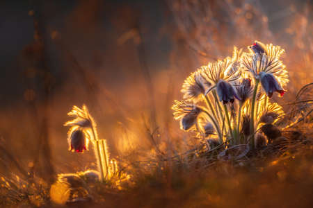 Black pasque flowers - Pulsatilla pratensis in early morning lights