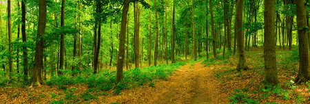 Trail in the colorful green spring forest in Hungary