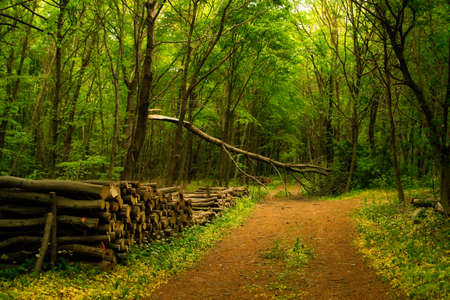 Wood pile in the green forest